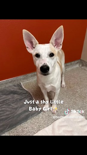 Kimber A614349 — 4-month-old Carolina Dog at Stanislaus Shelter