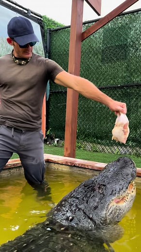 77K views · 3.4K reactions | “ They’re just well fed” is one of the...