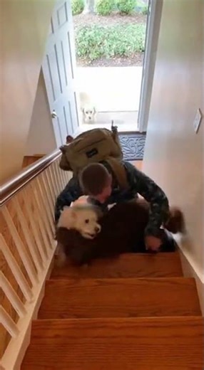 🥰 He Takes One Step Up the Stairs… All 3 Dogs Tackle Him With Hugs! Ultimate Homecoming #dog #cute