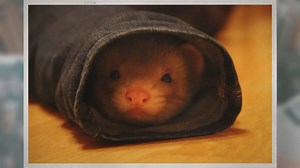 Do Ferrets and Cats Get Along?