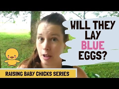 What Color Eggs Will My Chickens Lay?