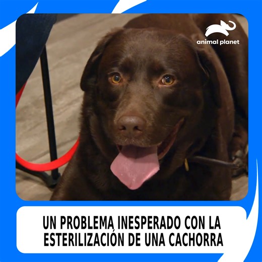 59K views · 3.6K reactions | Tras varios intentos fallidos, el equipo médico busca eliminar los remanentes ováricos de esta cachorra. ¿Lo lograrán? ⚠️‍⚕️ #DrJeffVeterinario Descubre cómo termina todo  Disfruta el contenido de Discovery en #HBOMax Suscríbete ahora: https://bit.ly/MAX-AnimalPlanetLa | Animal Planet Latinoamérica | Facebook