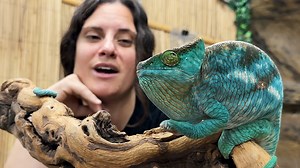 14K views · 845 reactions | Chameleon are such beautiful and interesting animals and this ones got a little bit of sass in her She is beautiful and she knows it. Watch as this chameleon queen enjoys a nice shower殺 . . . #chameleon #queen #shower #she #enjoy #funny #funnyvideos #beauty #beautiful #spa #day #she #time #wow #wildlife #fbpost #animals #animallovers #life #fun #wild #AmaZing #video #moment #facebook #fb #post #cute | The Reptile Zoo | Facebook