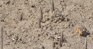 Mud crabs feeding and flixing burrows in a mangrove tidal flat Stock Video