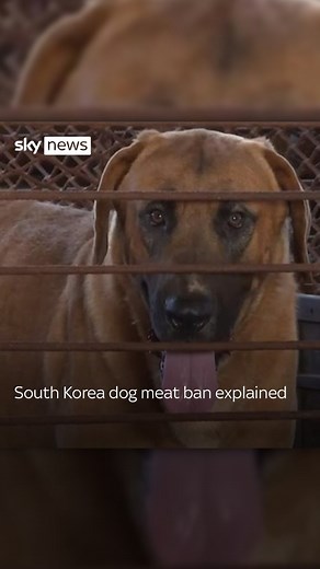 3.5K views · 80 reactions | South Korea passes bill to ban dog meat being sold and eaten.  Tap link in bio to read more #southkorea #dogmeat #animals | Sky News | Facebook