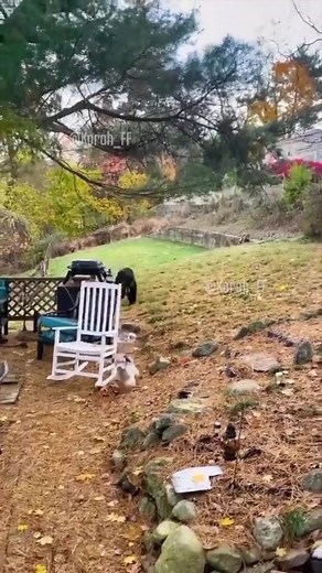 Pimienta y el Doblaje de Animales