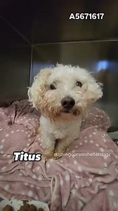23K views · 2.4K reactions | Adopted A5671617 ✰ TITUS -12/28/24-...