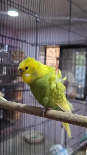 Exploring Budgie Sounds and Birdlife