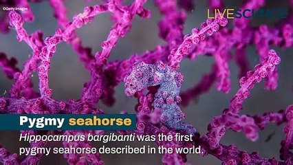 Can You Spot These Camouflaged Creatures?