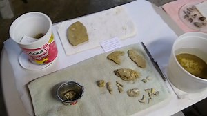 12 reactions | 2021 VIRTUAL FOSSIL ROAD SHOW: “CONGRATULATIONS, YOU FOUND A FOSSIL! NOW WHAT?” PART 1: “How to Make an At-Home Fossil Cleaning Station”. Get helpful information for beginning fossil hunters from Nancy Roberts, amateur fossil hunter and member of the North Mississippi Gem And Mineral Society. Thanks Nancy! Find out more about the NMGMS at: https://nmgms.org/ | Mississippi Museum of Natural Science | Facebook