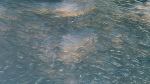 Water flowing in a river - Free Stock Video