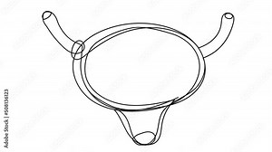 Self-drawing of the bladder in one line on a white screen. Animation of the organ of human secretions. 4k whiteboard video for presentation about anatomy.