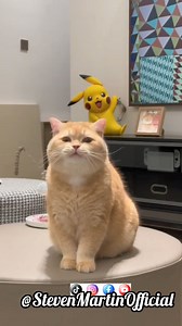 i think something's wrong with my cat | Steven Michael Martin