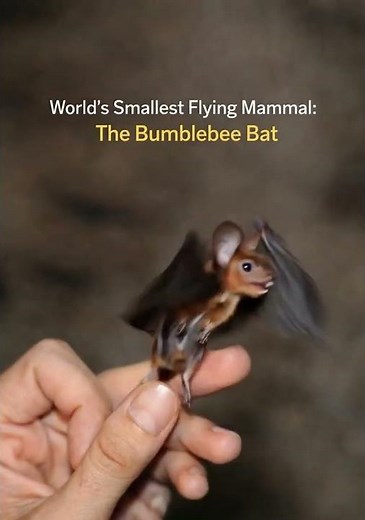 World’s Smallest Flying Mammal: The Bumblebee Bat