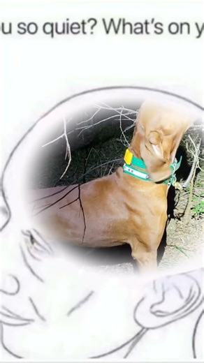 coon hunting on the brain😬#coonhunting