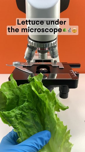 Would you eat lettuce after seeing it magnified 400 times?#microscope #fyp #tiktok #undermicroscope
