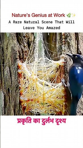Nature’s Rare Sight: Birds Building a Nest Using Tree Gum #trending #viral #nature #fyp #viralshort