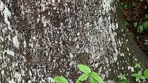 You have X-ray vision if you spot the frog camouflaged in the tree in 30 seconds