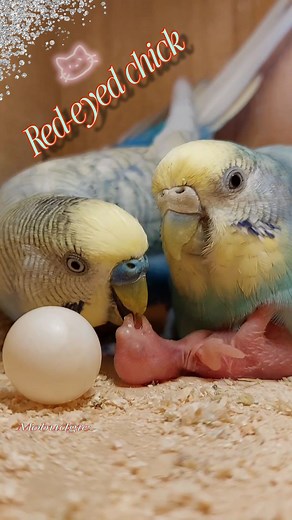 1.5M views · 32K reactions | Budgie parents welcoming their neighbor’s red-eyed chick. His mother refused to feed him, so they raised him with pure elegance. Don’t they deserve admiration? #fblifestyle #budgie #budgies #pets #birds #parrots #animals #nature #viral #foryoupage #fyp #ti #highlights #nest #بادجى #طيور_الحب | Mo Budgie | Facebook