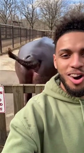 Hippo Poops on Streamer! 🤢 Funny Zoo Fail Caught Live