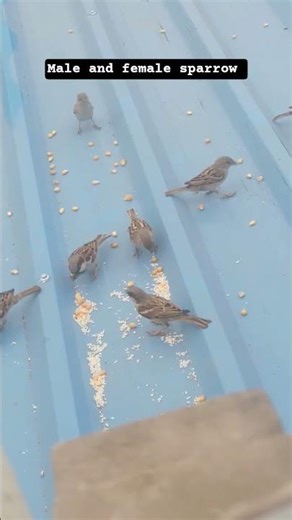 💞Beautiful moments the male and female sparrow are eating seeds together#nature#sparrow #indianbirds