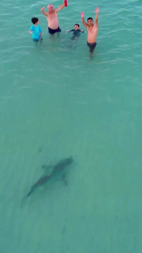 captured this video, a shark roaming close to swimmers in Miami's south beach 🦈🦈🦈🦈 . . . #miamilife🌴 #southbeachmiami #tigershark #shark #beachlife #southflorida #ınstagood #dzpower #videography
