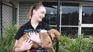 Get some volunteering at the RSPCA into you. It will be one of the best things you'll ever try! Can't volunteer? Then you are still able to donate to your local State below: ⬇️ RSPCA Queensland https://www.rspcaqld.org.au/donate/general-donations ⬇️ RSPCA Darwin https://www.rspcadarwin.org.au/donates/ ⬇️ RSPCA Tasmania https://www.rspcatas.org.au/donate-to-rspca/ ⬇️ RSPCA South Australia http://www.rspcasa.org.au/donate/ ⬇️ RSPCA Victoria https://www.rspcavic.org/giving/donate ⬇️ RSPCA ACT https