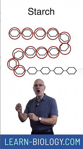 What's the difference between monomers and polymers? #apbiology #biochemistry