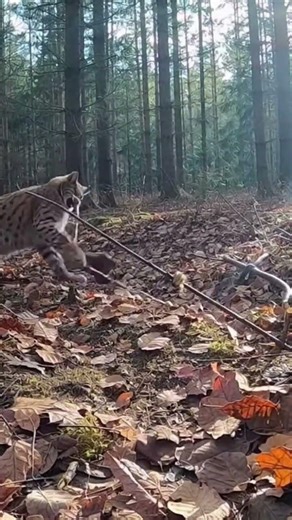 A wild cat walks through the forest and approaches the bait, moving cautiously and looking around.