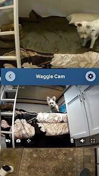 Waggle Pet Camera Review #pets #waggle #dog