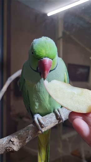 Talking Parrot Sounds #talkingparrot #parrot