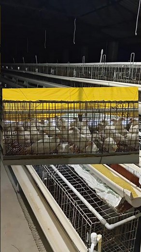 Brooding layer birds transfer to Laying Cage | Testing Start | Sindh Layer