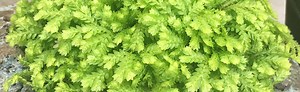 Grow a Spike Moss (Selaginella kraussiana) Indoors for the Holidays