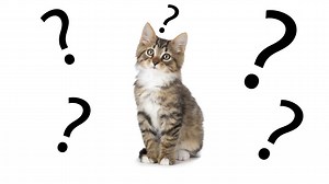 2.7M views · 13K reactions | Proof You Are Actually A Cat Person via America's Funniest Home Videos | BuzzFeed Video | Facebook