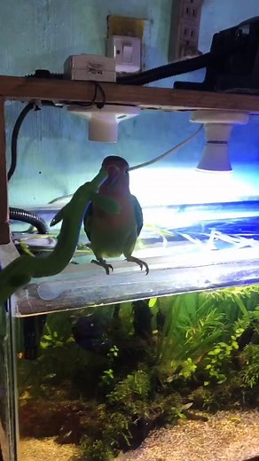 Sobrang Kulet Albs 2: Bird Handfeeding Comedy