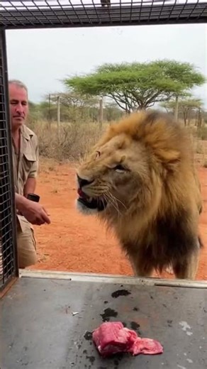 Safe Method to Load a Lion Into a Cage #lion #loading