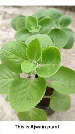 different types of plants