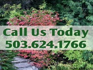 Vine Maples are Widely Enjoyed in the Northwest -  Scholls Valley Native Nursery