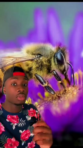 Yes I’m proud of that buzzed bee line and I will not apologize for it #bee#funfacts#learnontikok#moreyouknow#funny | Mndiaye
