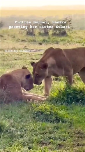 Figtree mother's, Samara & Sukari greeting each other in masai mara grasslands, Kenya 🇰🇪