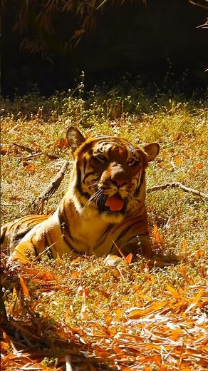 Tracking the Royal Bengal Tiger: Insights into Its Movements and Patterns