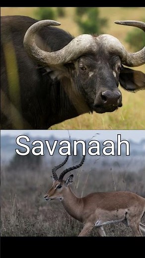 7 Major Biomes (Rainforests, Oceans,Deserts and much more) | Different types of habitats on Earth