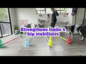 How can canine cavaletti help my senior or arthritic dog? 🐕