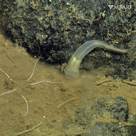 95K views · 336 reactions | Just another day in the life of an acorn...