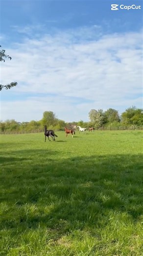 1.Koppeltag😍#equestrian #koppel #summer #horseriding #horse #sun #pferdemädchen #pferde #fyp #kht