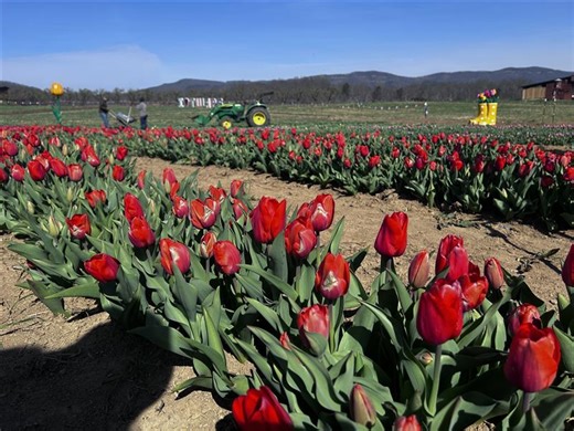 Layman Family Farm hosts second annual Tulip Festival