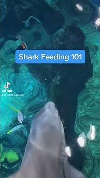 Shark Feeding Tour