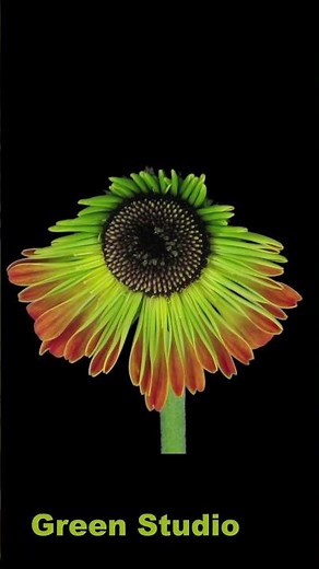 Time lapse of growing and opening orange gerbera