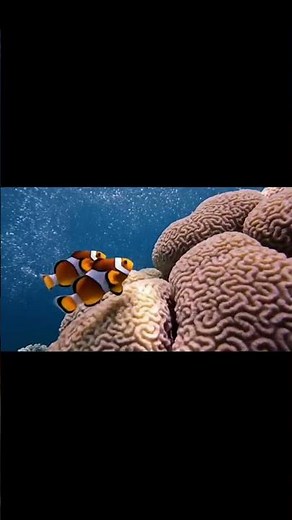 7 Seconds Underwater Peace | Relaxing Ocean ASMR Sounds