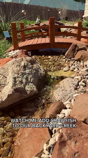 Blue Brazos Dwarf Crayfish: The Ultimate Cleanup Crew